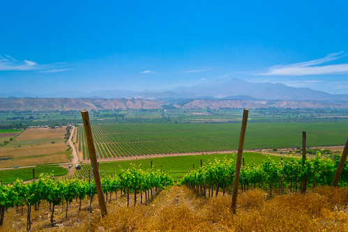 vineyard nikon viña panoramic shiraz sirah panorámica syra serine winegrape schiraz sirac nikond3100 seräne uvavinífera uvaparavino