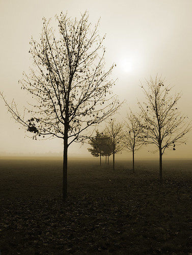 trees tree field fog landscape geotagged sunday vanagram geo:lat=50133845862726425 geo:lon=14502621943286158 tomasfotografcz