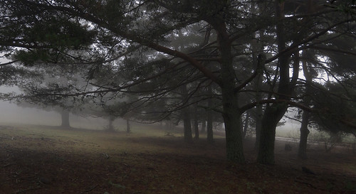fog forest landscape arbol lumix paisaje panasonic bosque campo niebla tarde lx5 rafaelcatering