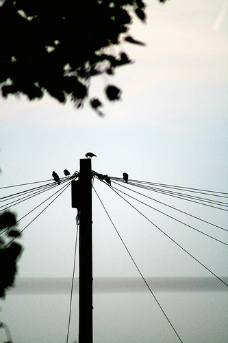 birds sunrise manchester bury wire