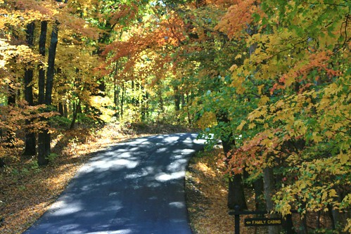 trees fall leaves indiana roadway browncountyin