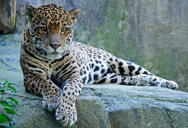A Jaguar in a zoo pen