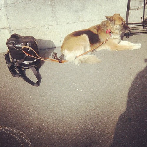 Tired dog is tired #occupyparadeplatz #ows #occupy #zurich