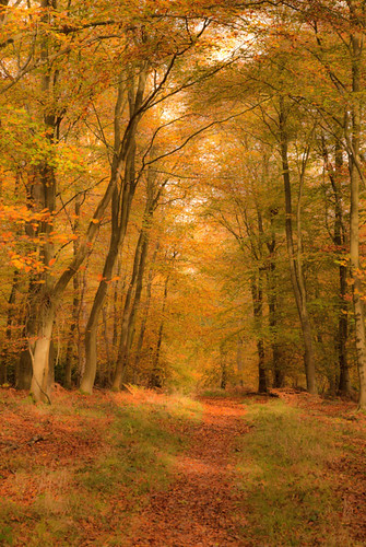 autumn woodland landscape woods nikon berkshire maidenhead nikond200