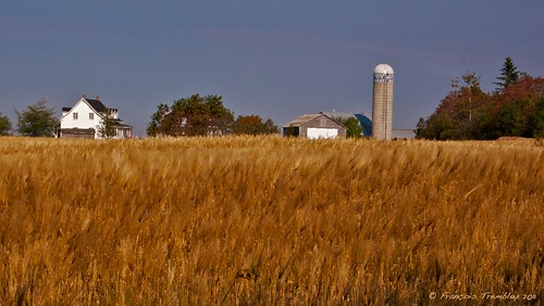 landscape farm wheatfield