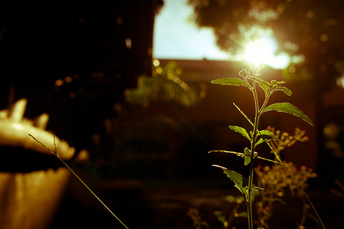 morning sun plant playing flower tree nature grass sunrise branch with sony nex 5n nex5n