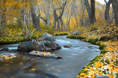 autumn fall colors leaves yellow creek mcgee sierra eastern
