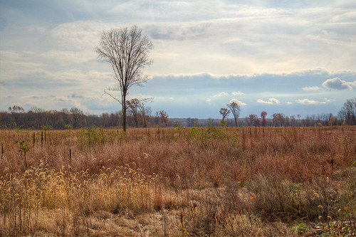 cloud sun tree fall field grass michigan unitedstatesofamerica augusta hdr photomatix kalamazoocounty fortcusterstaterecreationarea