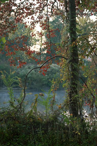 morning autumn tree fall nature landscape pond weeds louisiana seasons brush 70mm canonef70300mmf4556isusm mrgreenjeans popcorntree gaylon gaylonkeeling