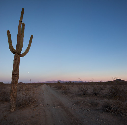 sunset arizona cactus moon mountain phoenix desert az saguaro tonopah whitetanks whitetankmountains