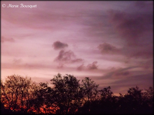 silhouette rose ciel mauve nuage roussillon arbre coucherdesoleil ombrechinoise pyrénéesorientales thuir bleumarie mariebousquet photomariebousquet