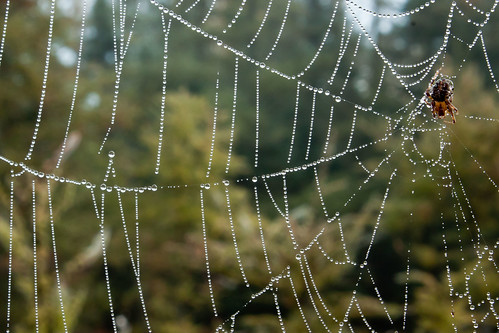 ontario sunrise spiderwebs londonontario southernontario siftonbog