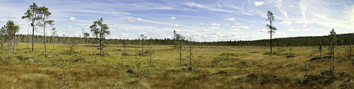 tree nature norway pine landscape norge natur swamp scandinavia bog tre furu myr hedmark pannorama steinwestengen steinw