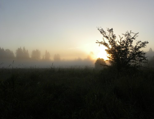 fog sunrise