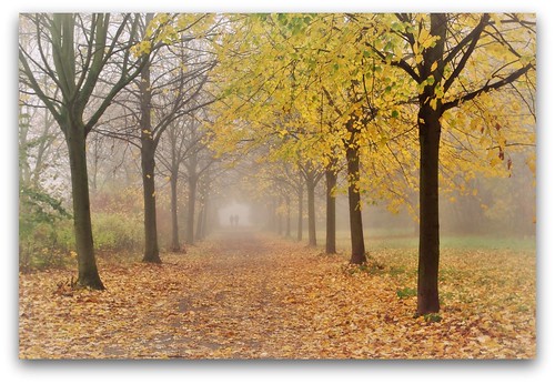 november autumn tree nature leaves fog landscape pentax walk persons k200d