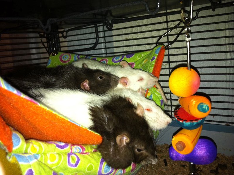 Renee&#039;s Pile of Rats :p