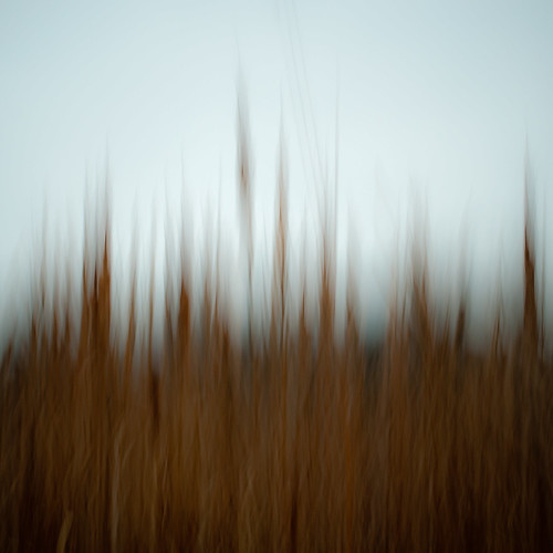 d5000 icm nikon abstract autumn blur cattails grass intentionalcameramovement motion movement noahbw prairie reeds square wetlands painterly