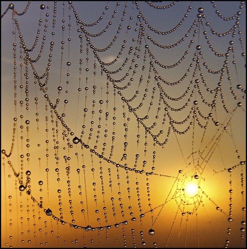 sunrise reflections dewdrops spiders cobweb waterdroplets