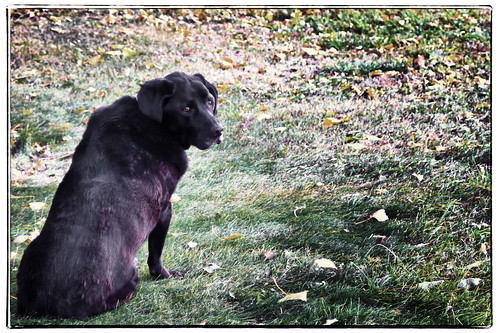 autumn dog black fall grass leaves yard labrador looking daisy