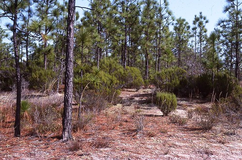 sc pine forest landscape bush woods sandstone southcarolina carolina shrub kiefer sandhills groundcover pinus pinaceae fortjackson xeric empetraceae ceratiola