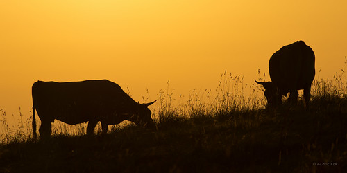 grass sunrise contraluz cow silhouettes explore vacas herbivore fumarea pentaxk5