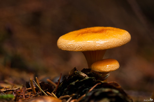 macro nature mushroom netherlands forest woods nederland fungi bos paddestoel amerongen hygrophoropsisaurantiaca falsechanterelle falscherpfifferling bracom valsehanekam bramvanbroekhoven