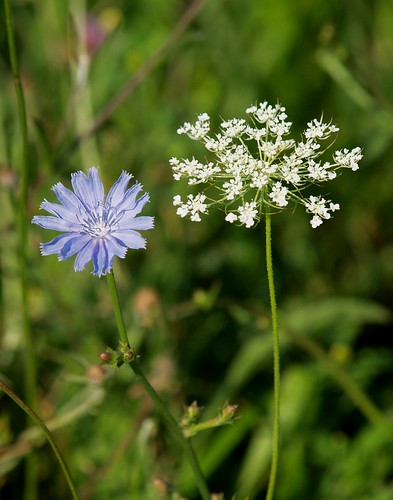 road blue two white flower weed flora lace pair side sailors queen richardlee chickory succory coffeeweed anne’s