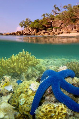 blue trees fish adam beach coral giant island star rocks starfish great under over australia diving lizard snorkling queensland barrier reef gormley week124 thepinnaclehof thepinnaclehoftphof tphofweek124