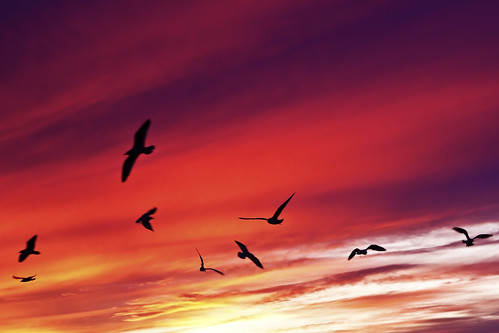 sunset seagulls ontario birds sunrise lakeshore lakeshoreblvd birdssunset torontosunrise lakeshorevillage
