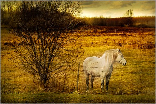 sky horse white tree field yellow fence one pasture whitehorse stevestevesteve colorphotoaward