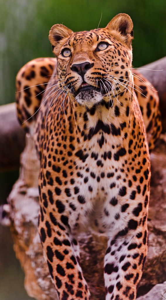 Posing leopard
