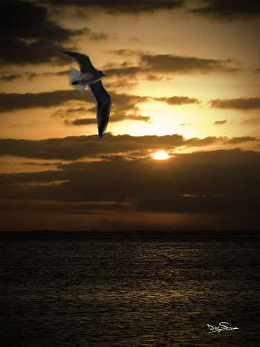leica sunrise ronald dawn texas tx gull ron ronnie doc sims rockport dmr r8 digitalback aransasbay