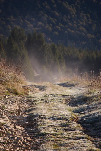 autumn wild mountains sunrise nikon alba deer montagna freddo cansiglio veneto d60 cervi bramito