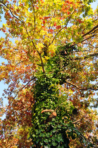 ohio house lake color tree fall leaves 2011