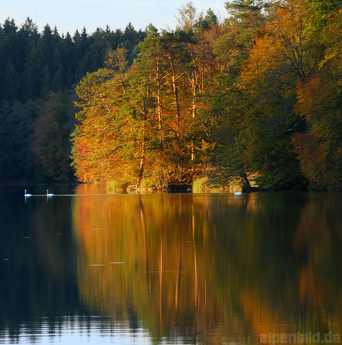 autumn lake reflection fall bayern bavaria mirror see swan herbst schwan spiegelung chiemsee reflektion 巴伐利亚 chiemgau alpenbildde