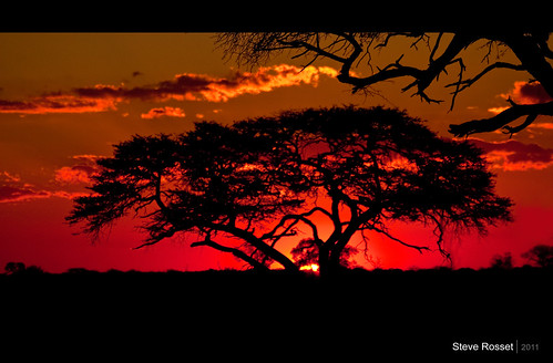 africa travel trees sunset red orange sun tree nature beautiful silhouette june clouds contrast landscape geotagged outdoor vibrant branches deep dramatic safari planet zimbabwe canopy majestic geo hwange 2011 steverosset geoafrica