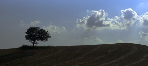 sky tree field minnesota rural landscape hill cumulus backlit