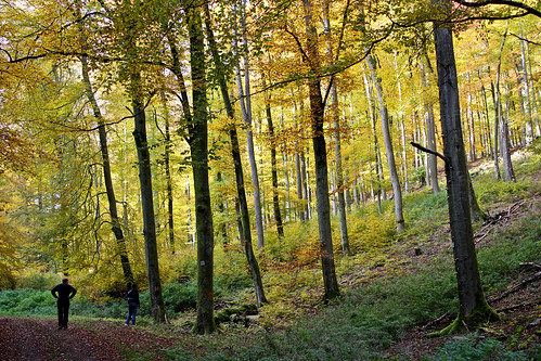 tree leaves forest autum grove hiking wald beech flörsbachtal fosifest28bis30oktober2011