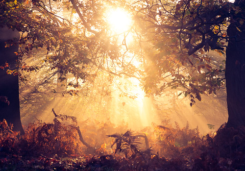 lighting morning autumn trees light england sun mist nature misty fog fairytale forest sunrise wonderful landscape golden countryside kent woods nikon f14 85mm ethereal flare rays sunrays wonderland magical enchanted d3