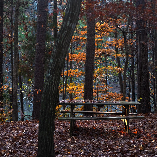 morning color fall nature leaves bench picnic firstlight nikond5000 dougmall