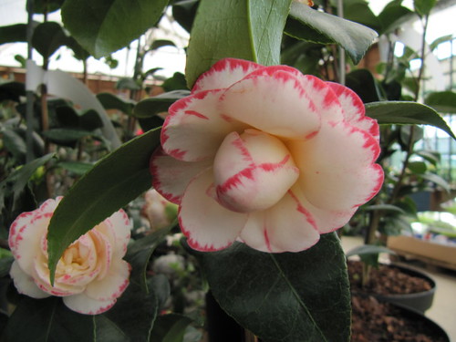 Photo: camellia