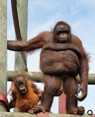 Monkey World Baby Orangutan Silvestre and Nurse Oshine