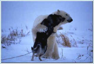 Polar Bear Hugs Dog (3 Of 6)