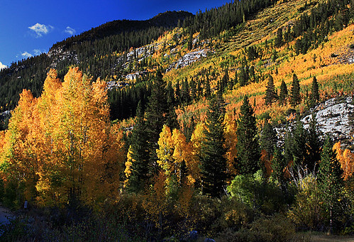 california autumn trees leaves fallcolor aspens aspen sierranevada sierranevadafallcolor californiafallcolor