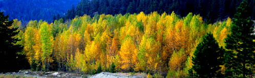 atving atvingcarmanjack2010oct autumn autumn2010tulameen forest glow kettlevalleyrailroad light treestree tulameen vista vivid woods yellow tree color gold trees landscape colora bright