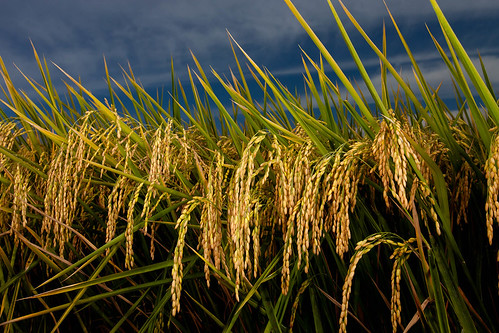 california rice harvest valley crops sacramento agriculture