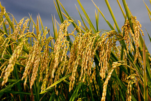 california rice harvest valley crops sacramento agriculture