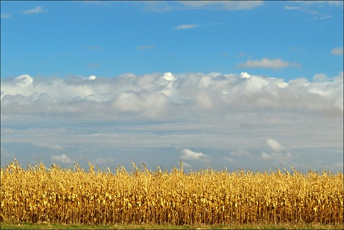 fall clouds rural landscape countryside corn nikon harvest bluesky iowa d3100