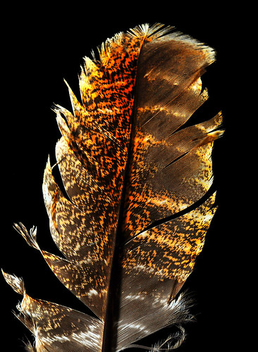 color bird texture nature feather southerncalifornia naturalbeauty sharpness santeelakes