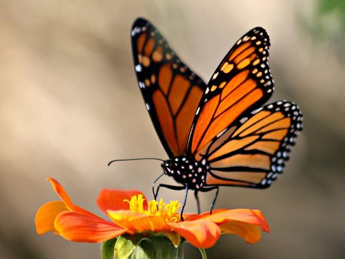 Migrating Monarch Butterfly